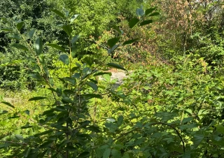 Teren pomicol ( extravilan) cu o suprafață de 6 ari în Mun. Chisinau, com. Truseni! Zona Ecologica!!!5